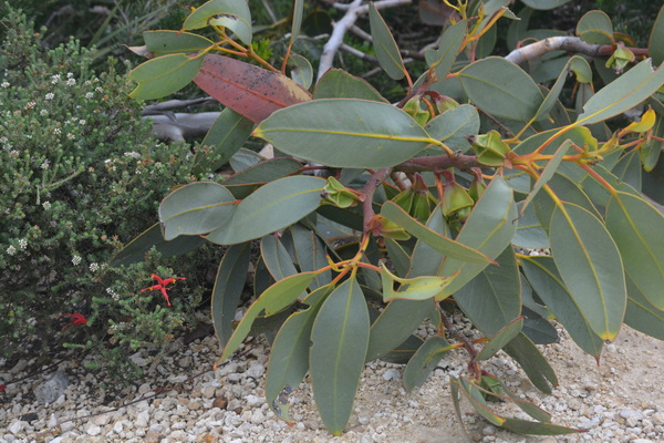 Prostrate Eucalypt