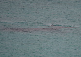 Point Anne Whale and calf