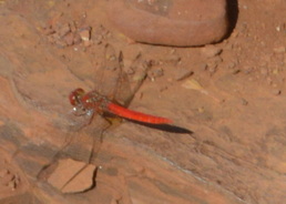 Red Dragon fly