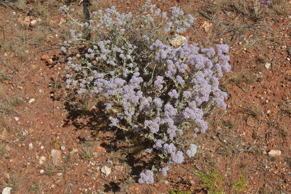 Wildflowers at lunch