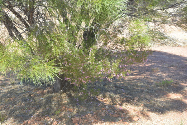 Wildflowers hidden in the tree